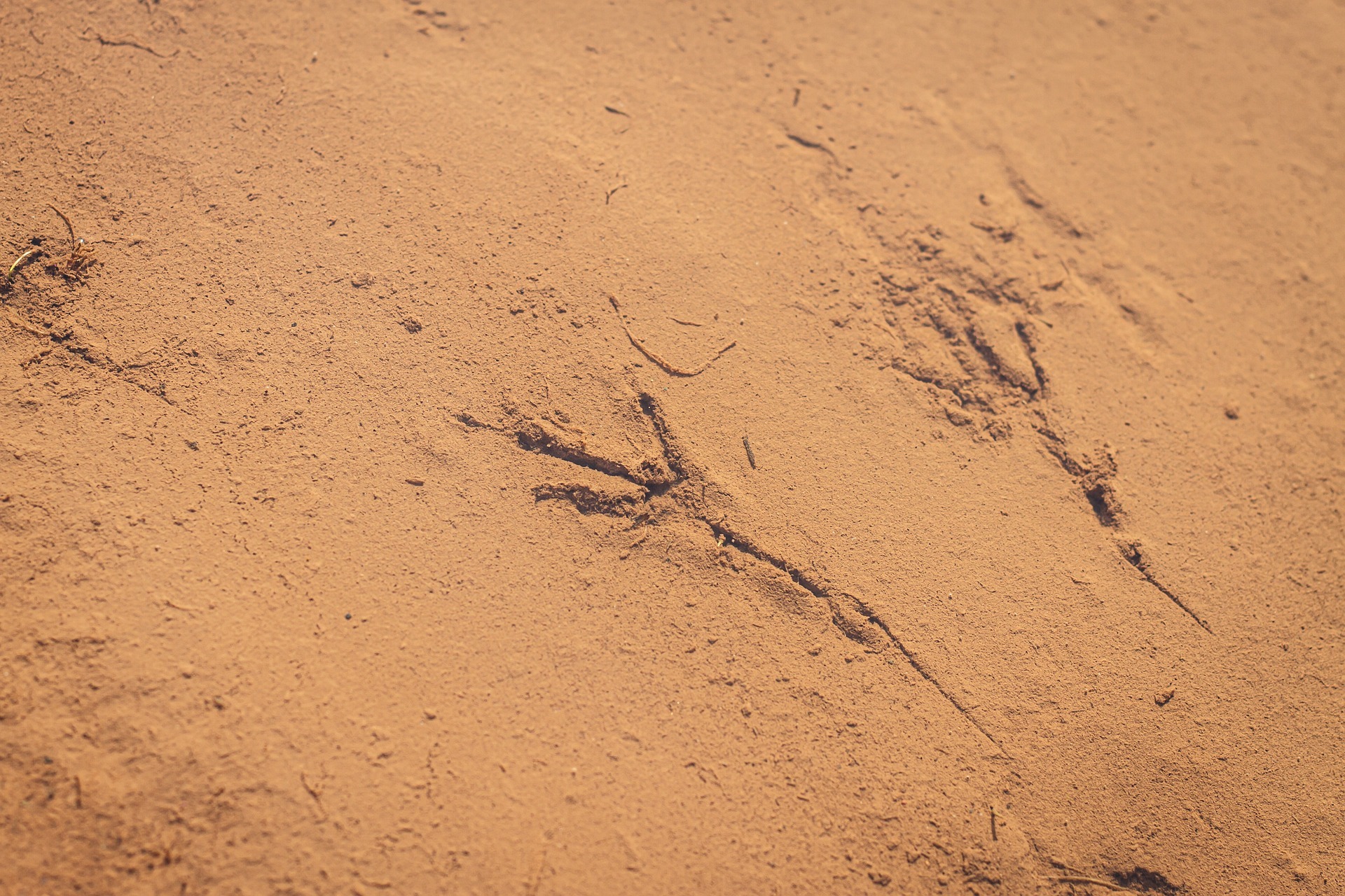 Animal Tracks for Scouts: How to Identify Wildlife Footprints