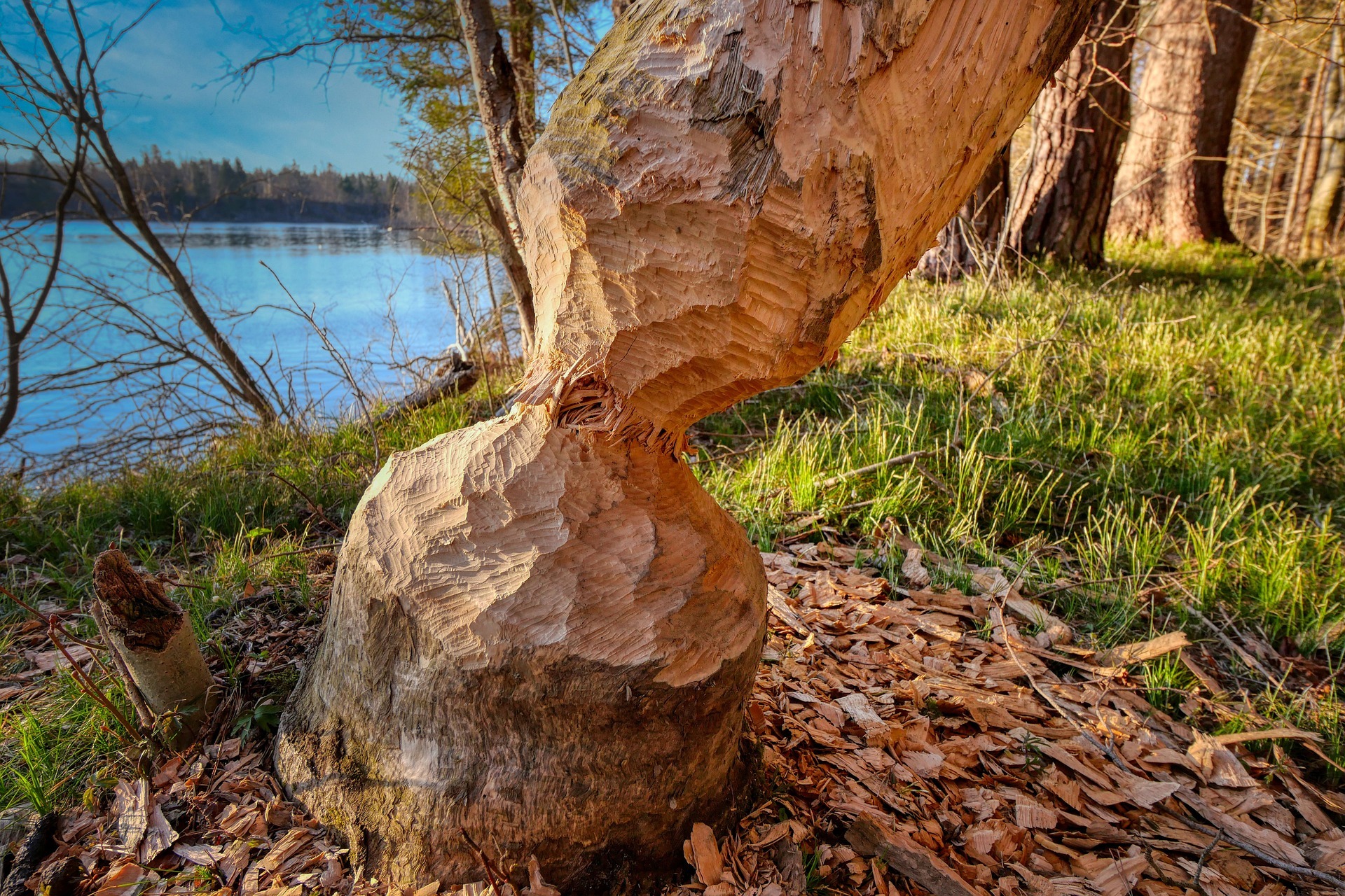 60-Minute Activity Plan: Nature Tracker Challenge