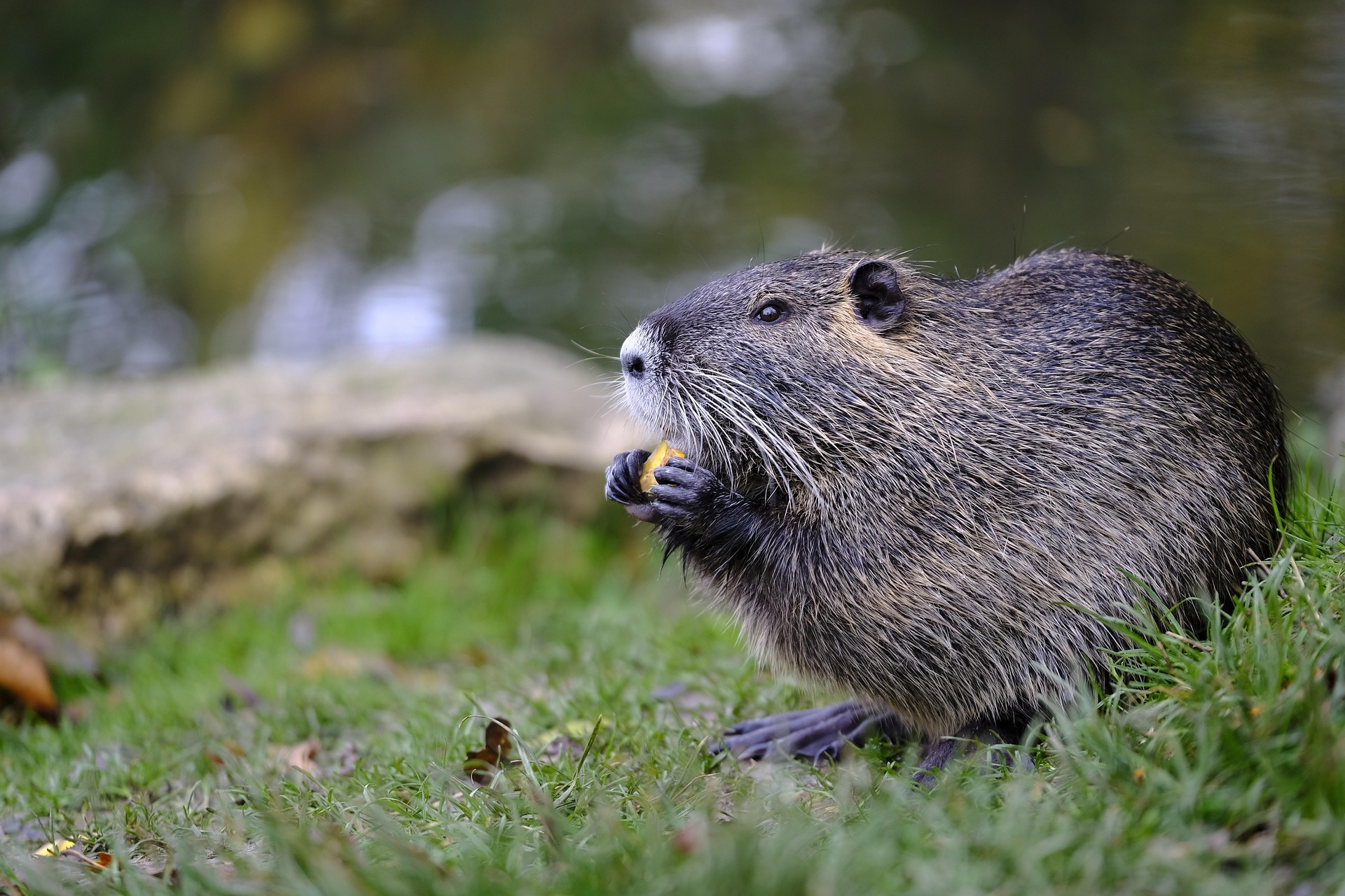 Beavers Navigation Activities: Fun Ways to Learn Navigation