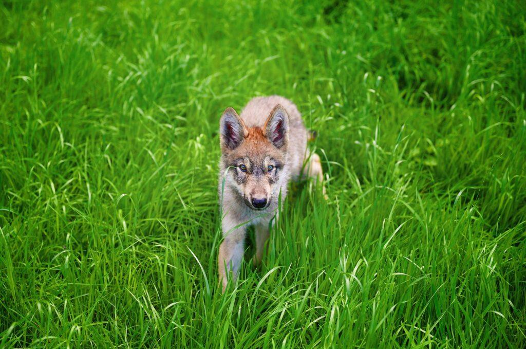 Scout Skills 3 cubs progression