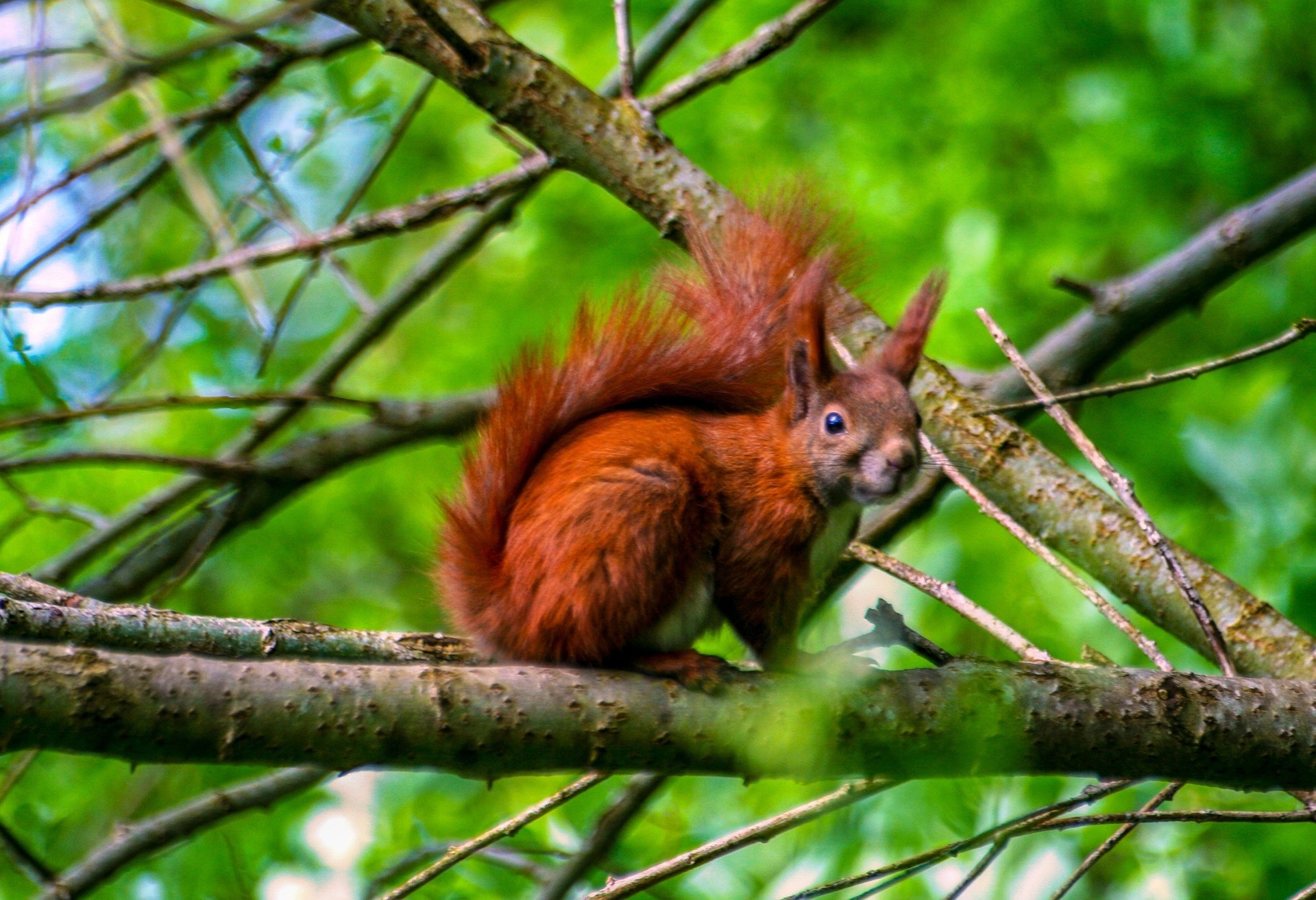 Conservation: Simple Ways Scouts Can Help UK Wildlife