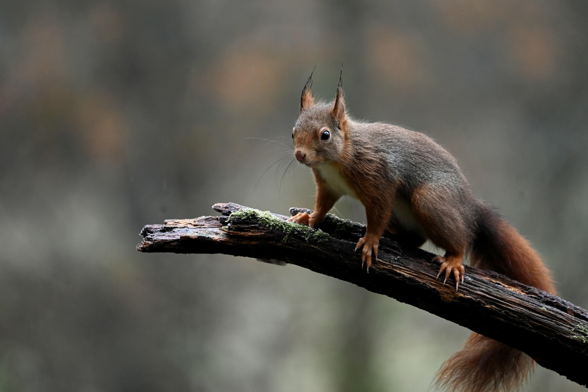 Squirrels Navigation Activities: Fun Ways to Learn Navigation