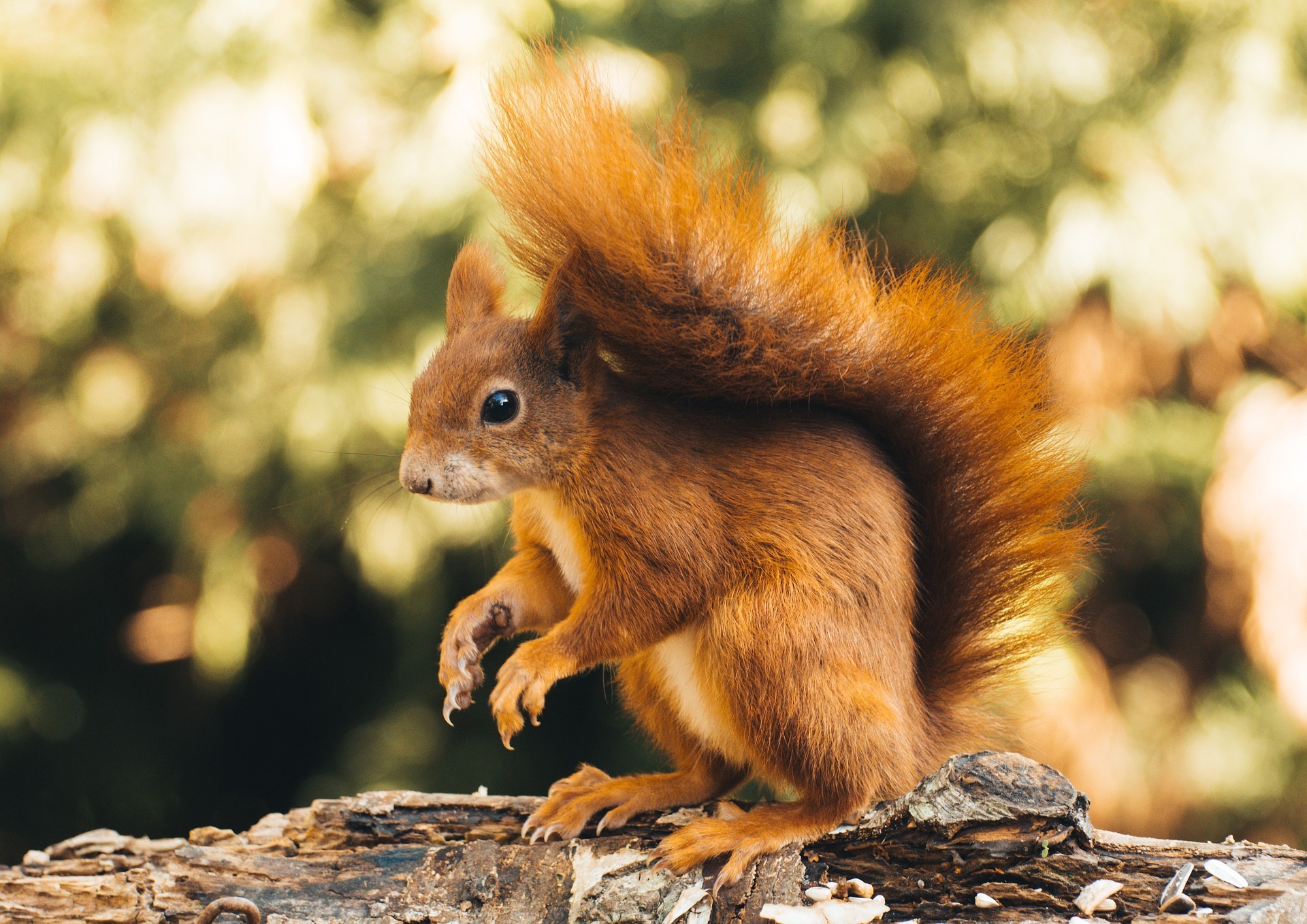 Squirrel First Aid Activities: Fun Ways to Learn Basic First Aid