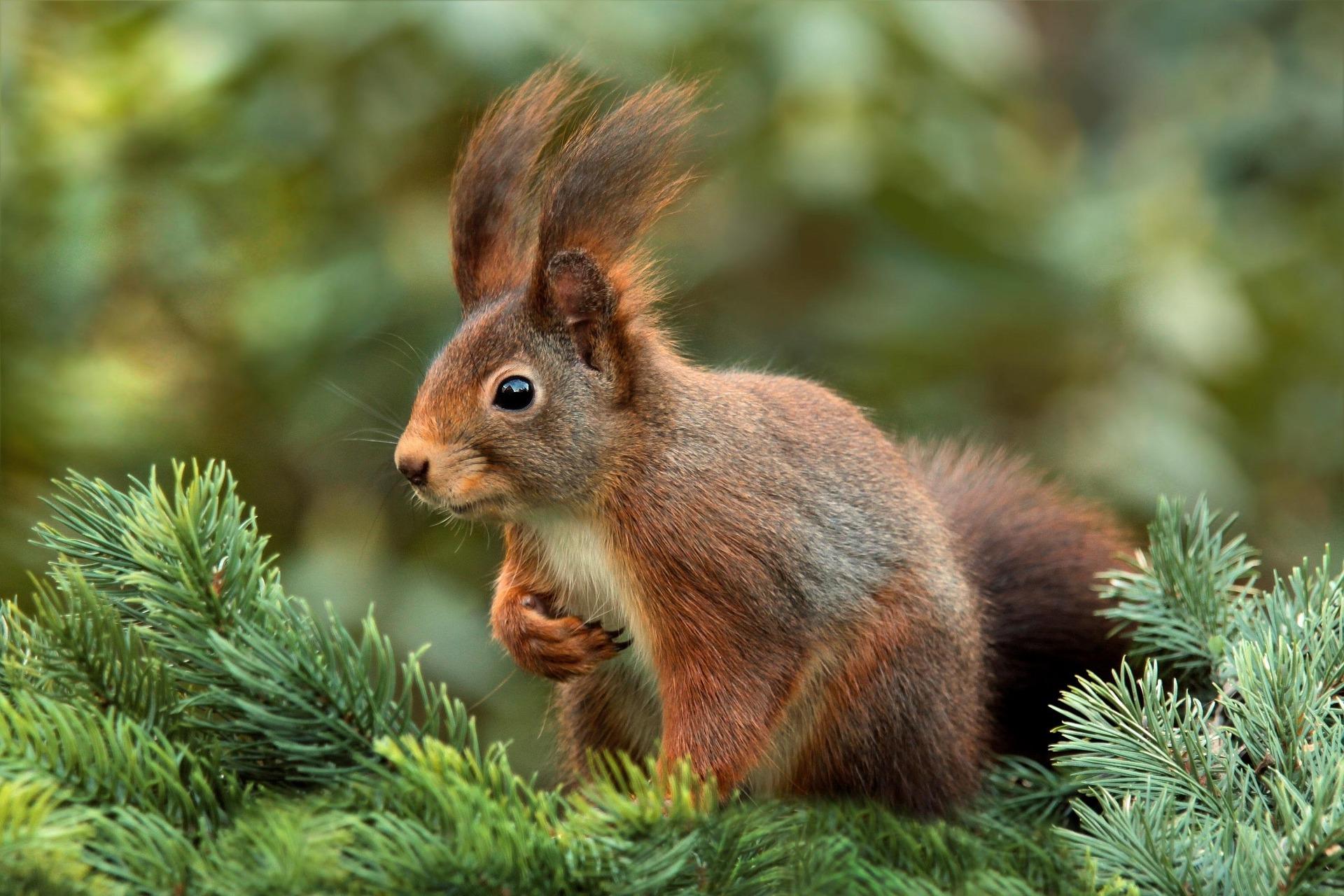 squirrel skills