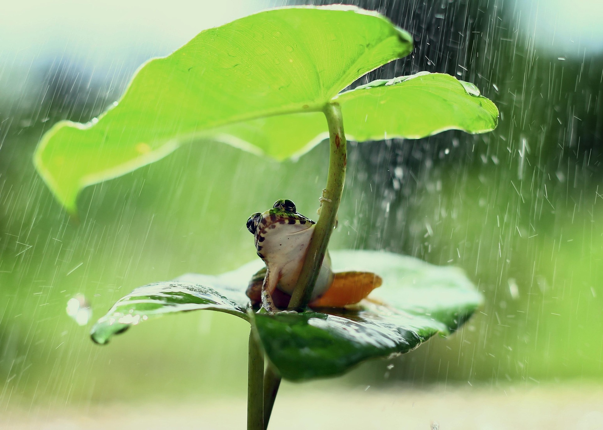How to Teach Shelter Building