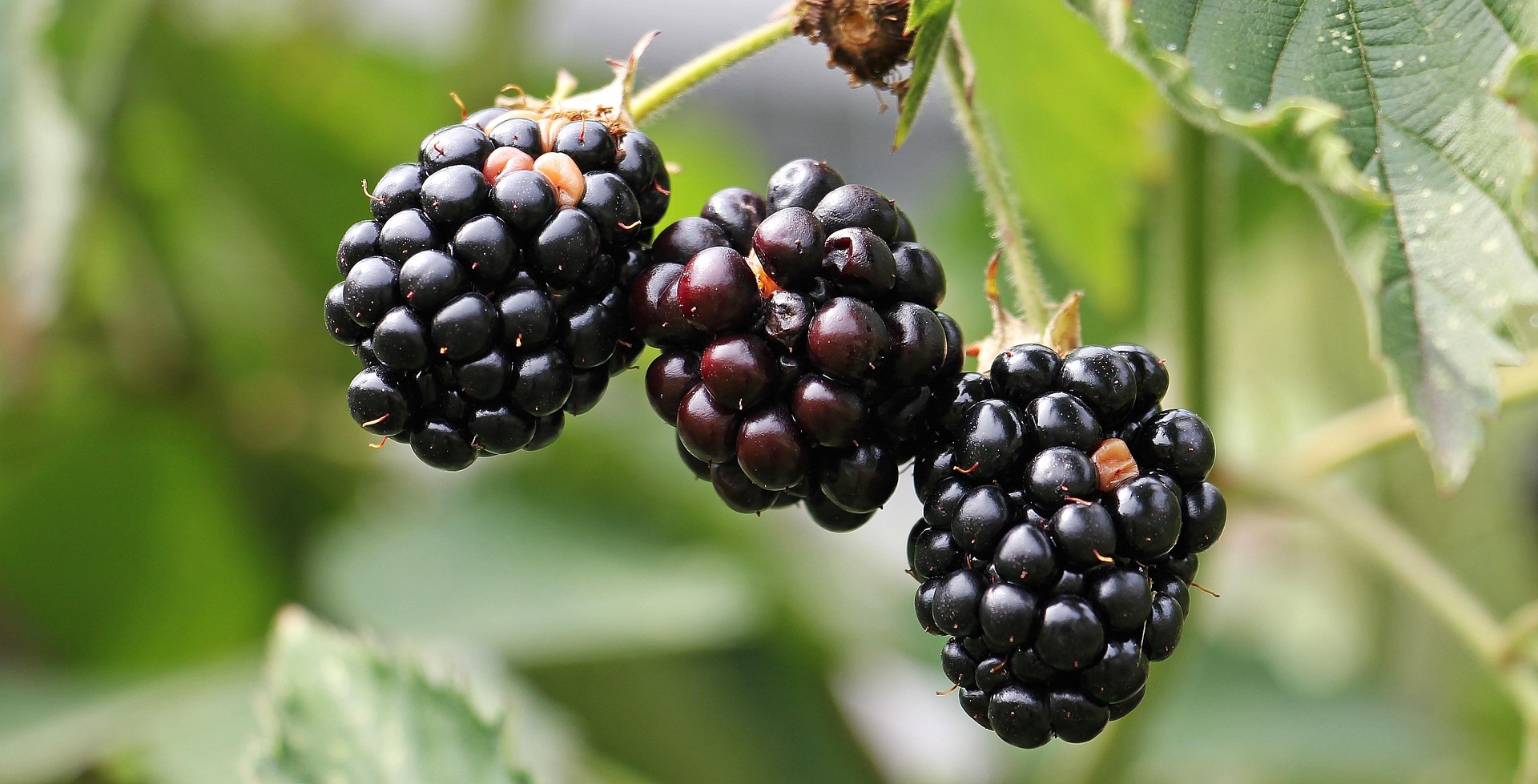 Plants for Scouts: A Practical Guide to Exploring UK Plant Life