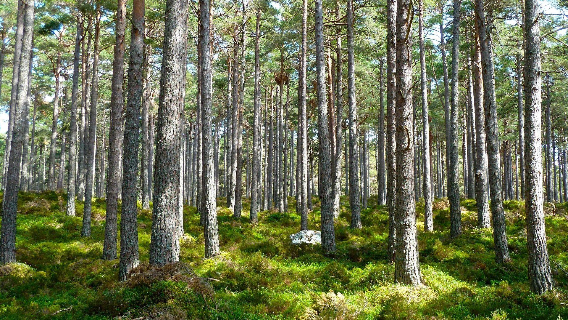 how to choose a campsite
