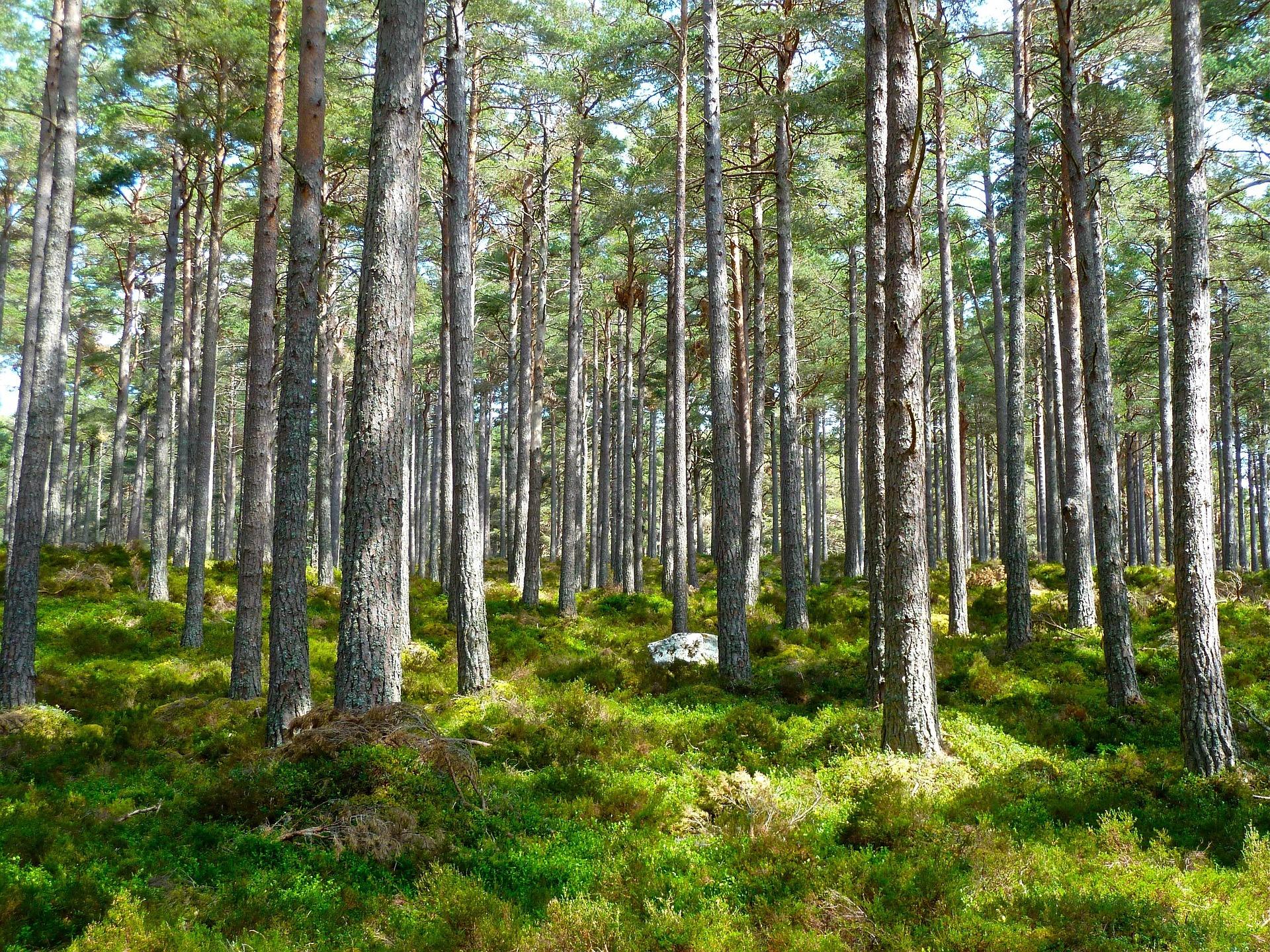 SGUK Outdoor Skills Challenge 11