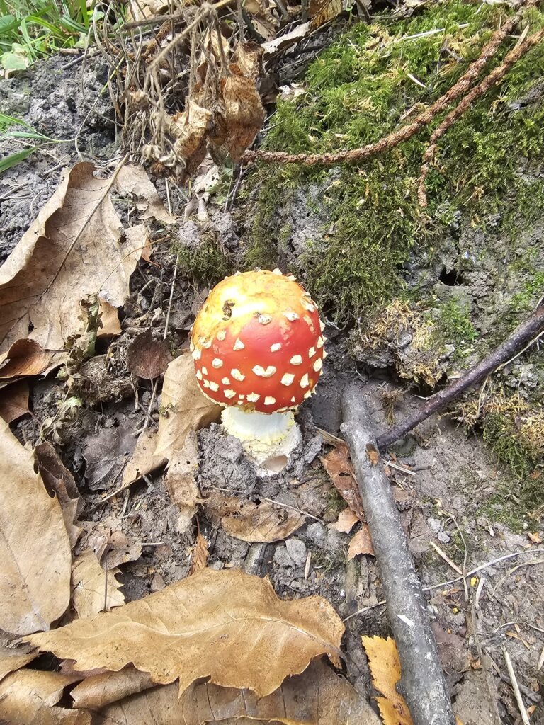 How to Avoid Poisonous Plants and Fungi