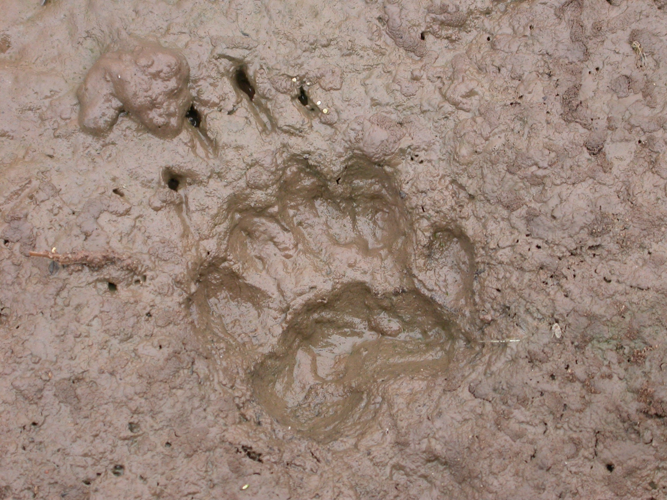 How to Tell Whether an Area Has Recently Been Used by Animals 2 Badger prints