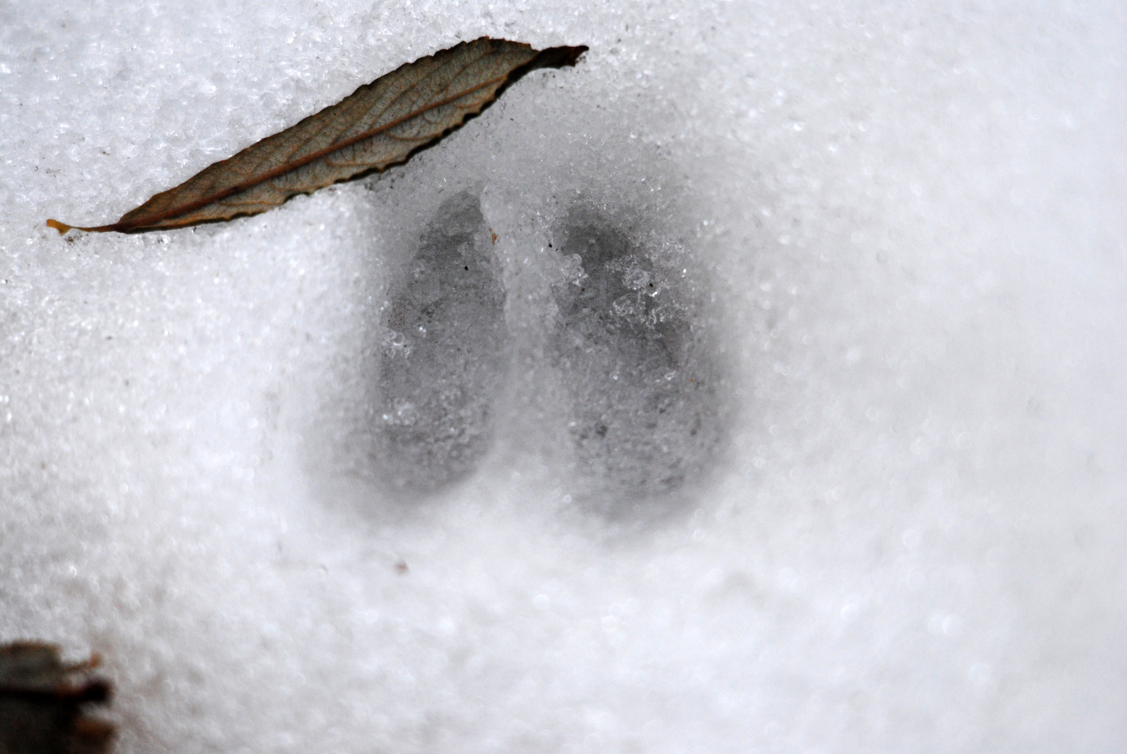 How to Tell Whether an Area Has Recently Been Used by Animals 3 Deer prints