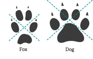 How to Tell Whether an Area Has Recently Been Used by Animals 4