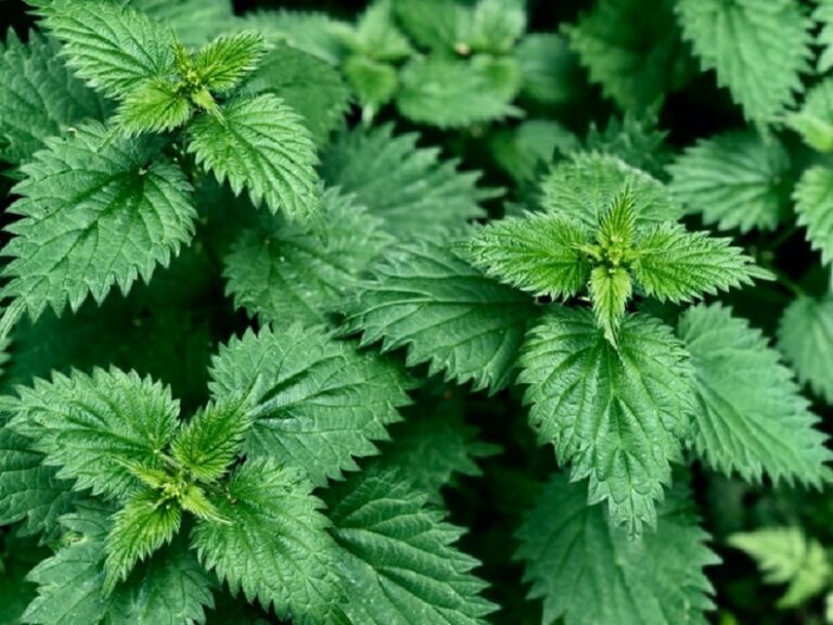 How to Forage Common Safe Plants